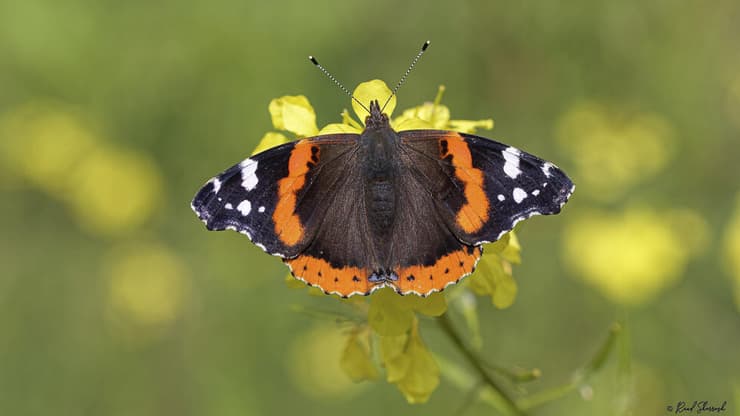 נמפית הסרפד