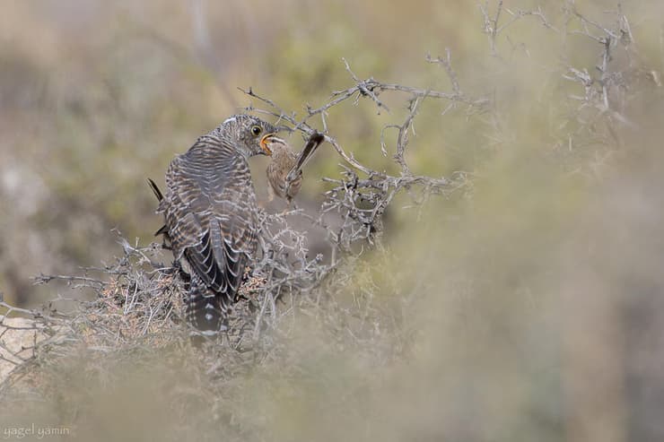 האכלה טפילית של קוקיה אירופית על ידי מדברון