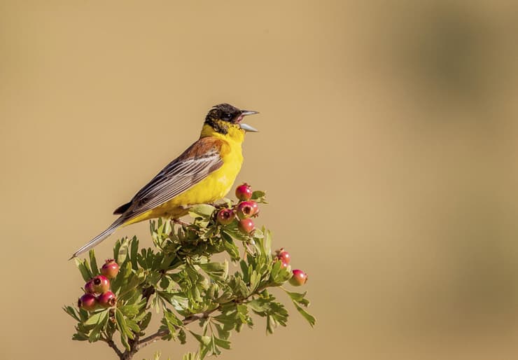 גיבתון שחור-ראש בשירה