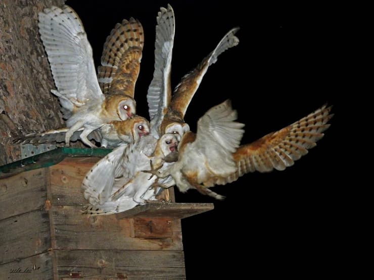 ההורים מביאים מזון לגוזלים