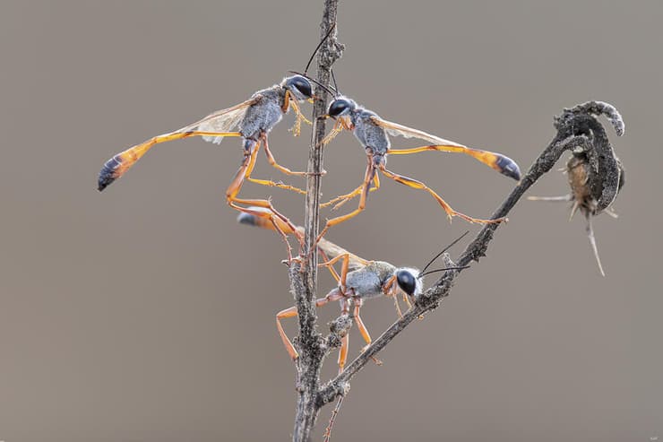 לינה משותפת של שלוש צרחוליות אדומות-רגל