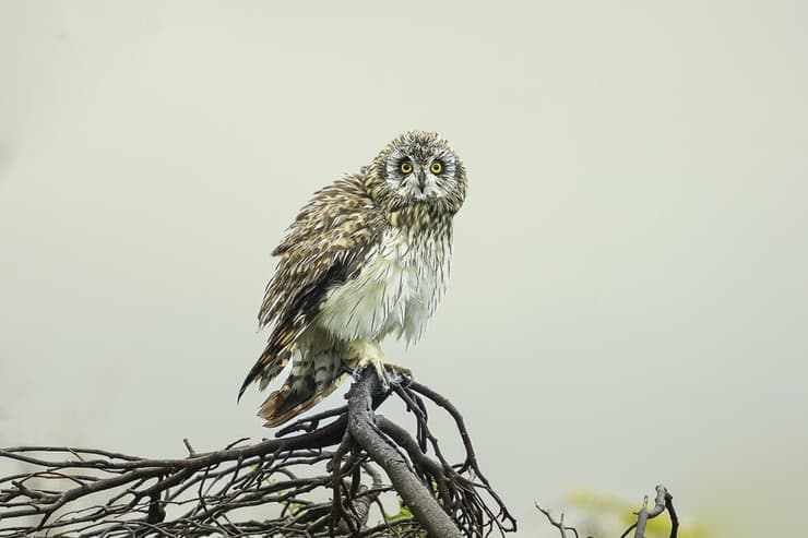 ינשוף שדות בבוקר גשום