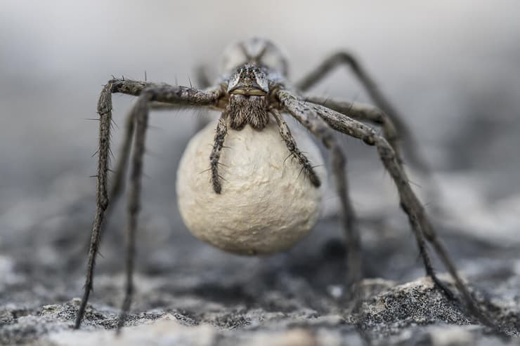 עכבישה מסוג ענבלנית עם פקעת ביצים