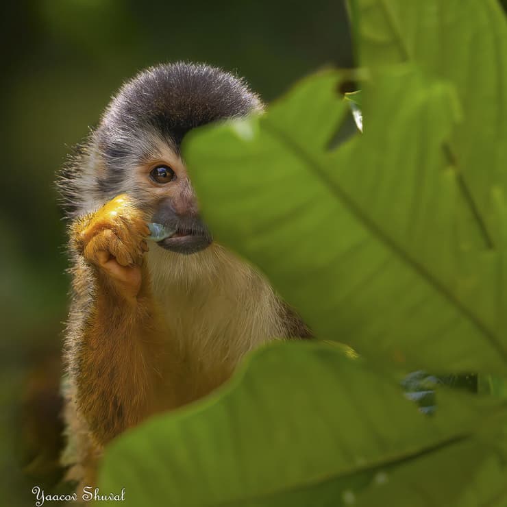 קוף סנאי בקוסטה ריקה