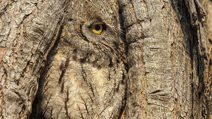 שעיר מצוי בהסוואה על עץ אזדרכת