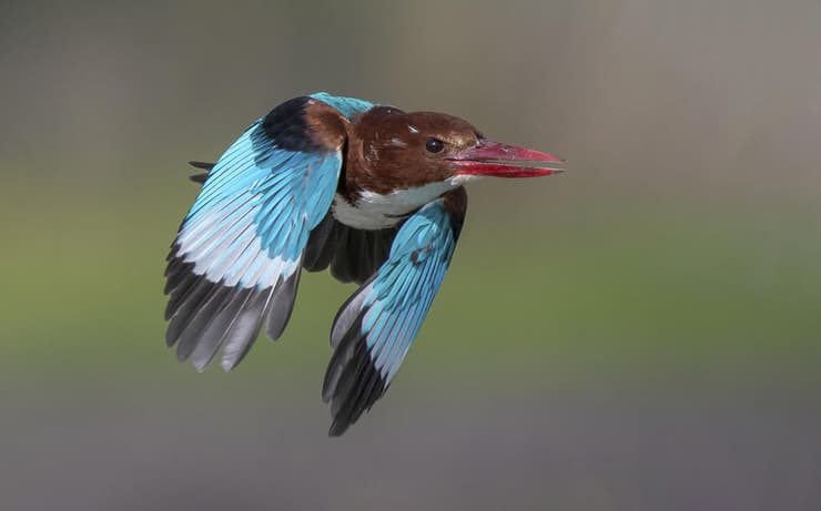 שלדג לבן-חזה בתעופה