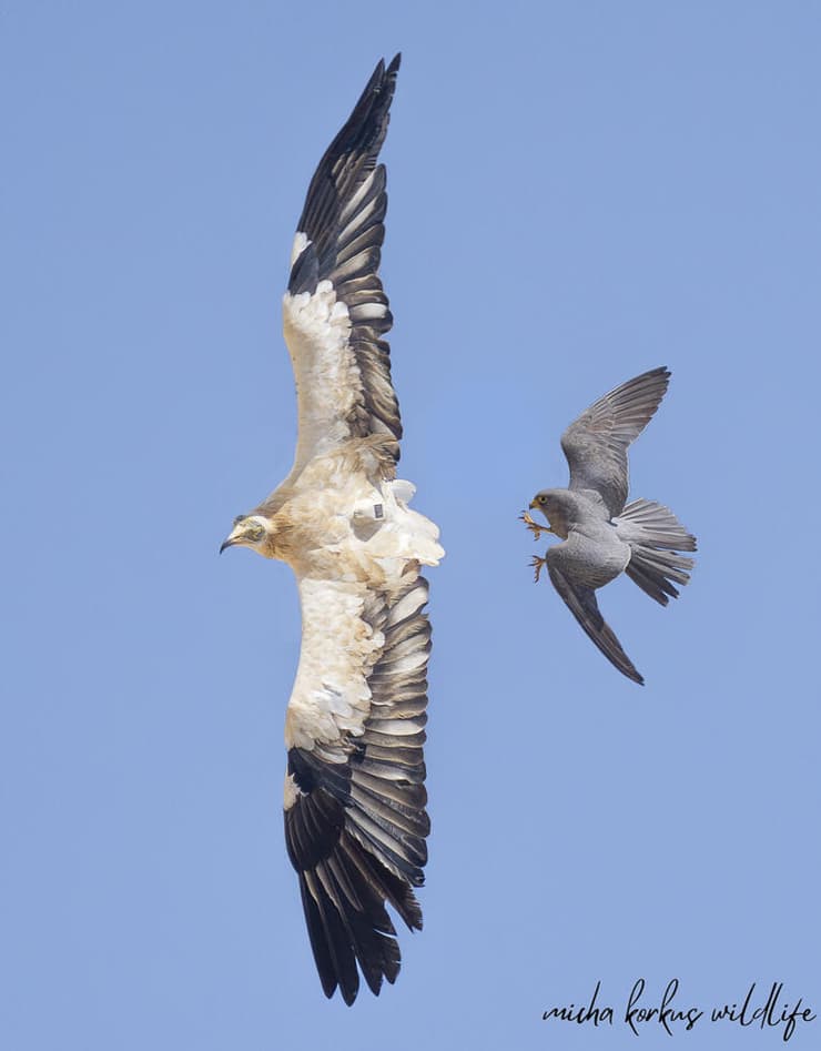 בז שחור רודף אחרי רחם שניסה לחמוס לו את הטרף
