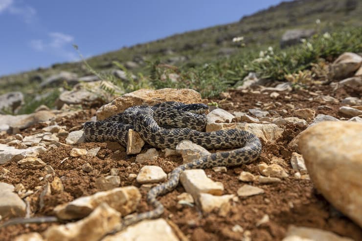 כרכן הקרינים