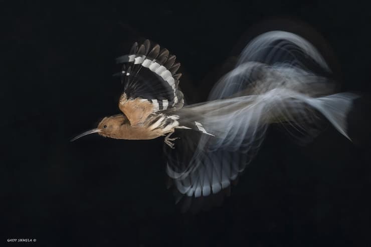 דוכיפת בחשיפה ארוכה