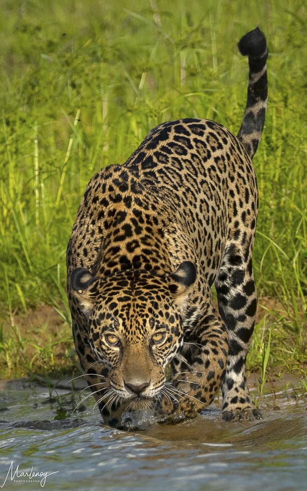 יגואר בפנטנאל, ברזיל