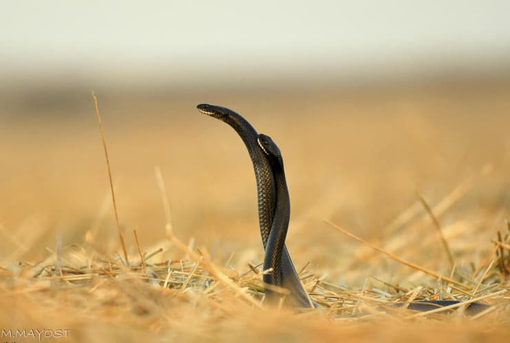 זעמנים שחורים בקרב טריטוריה