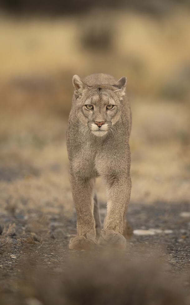 פומה בצ'ילה
