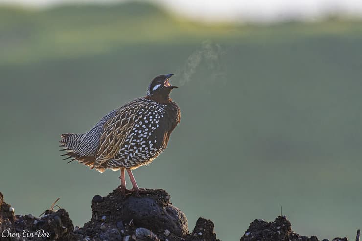 פרנקולין בקריאות חיזור