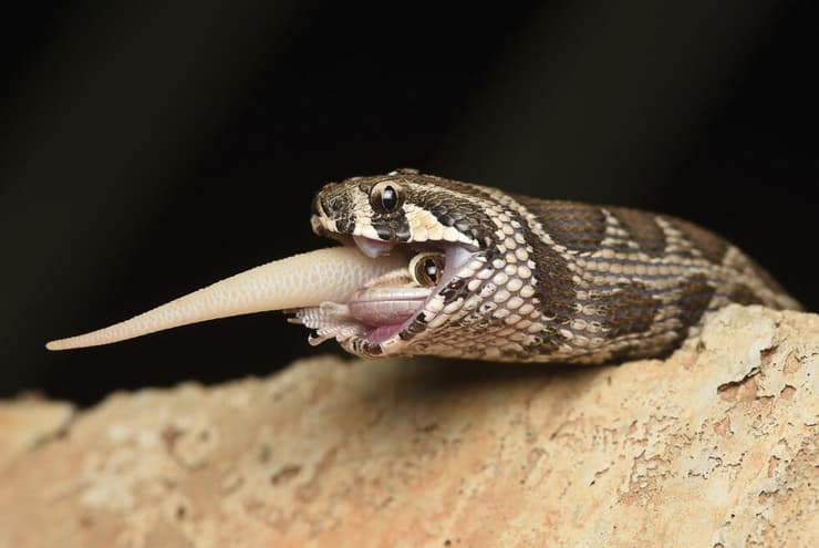 צפע בולע שממית