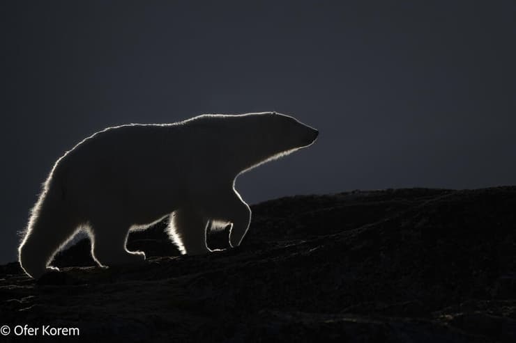 דוב קוטב בסבאלברד