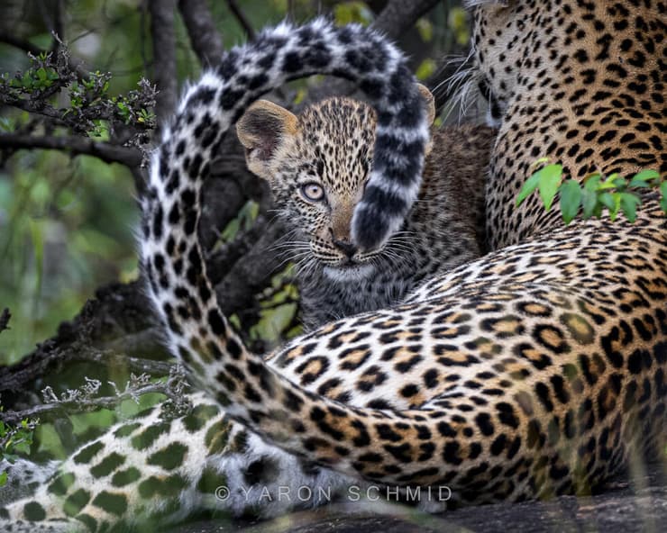 נמרה עם גור, קניה