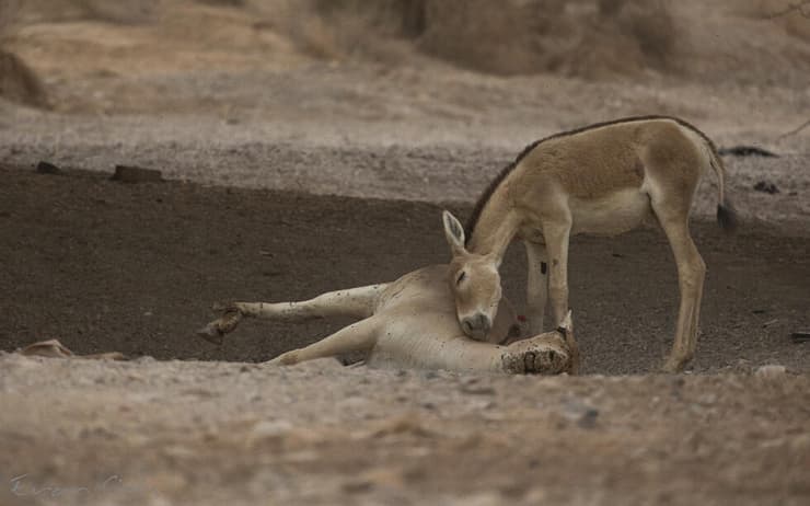 אתון פרא לאחר שנדרסה, והעיר הקטן שלה שסירב לעזוב את גופתה