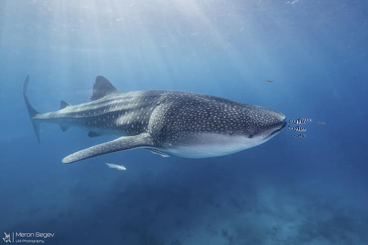  כריש לווייתני בים האדום, אילת