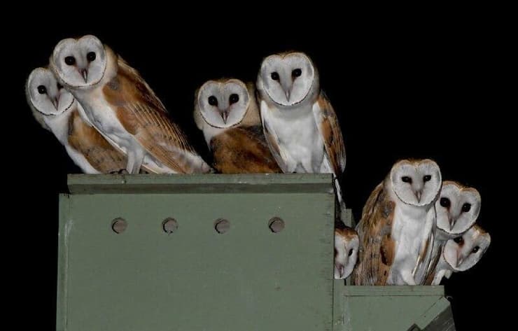 תנשמות על תיבת קינון