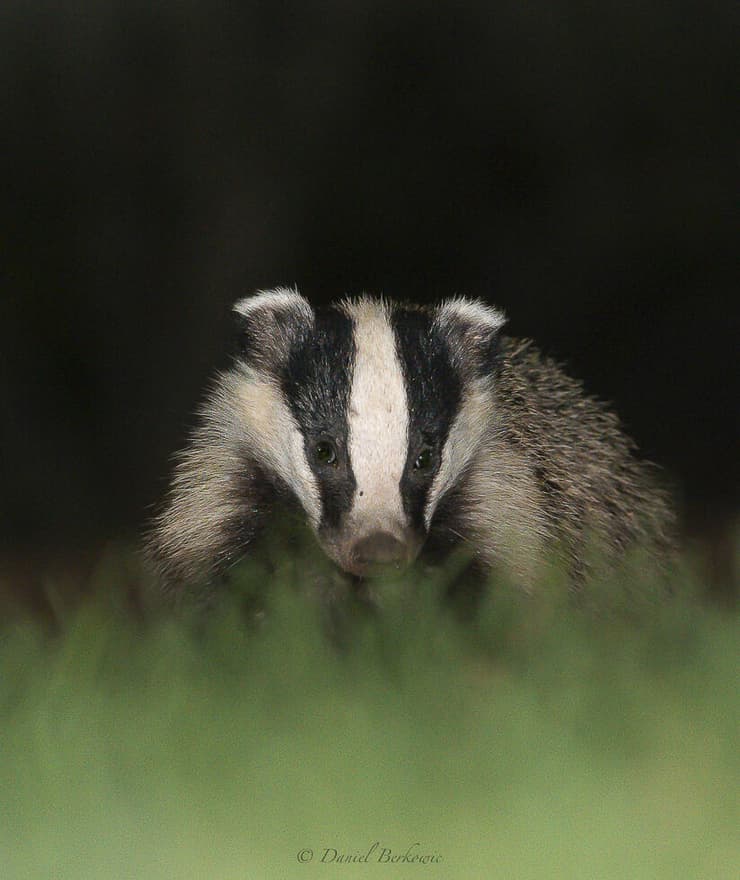 גירית מצויה