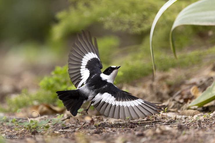 חטפית לבנת-עורף