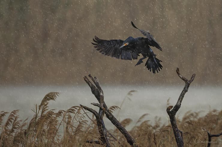 קורמורן ביום גשום