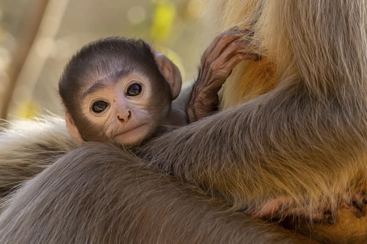 גור לנגור עטוף בזרועות אימו, הודו