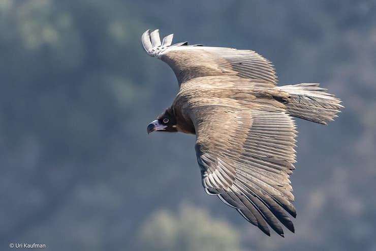 עזניה שחורה בגמלא
