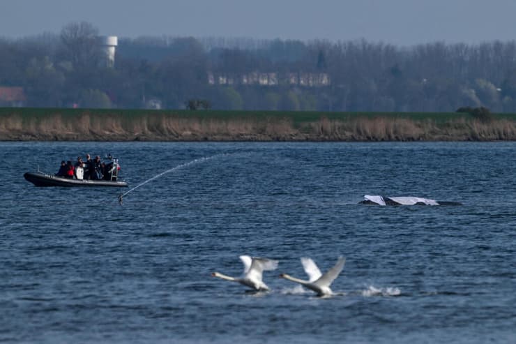 עדיין לא ידוע בוודאות מה גרם ללווייתן להיכנס לנהר