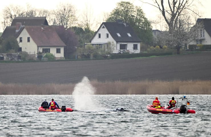 מנסים לסייע ללווייתן