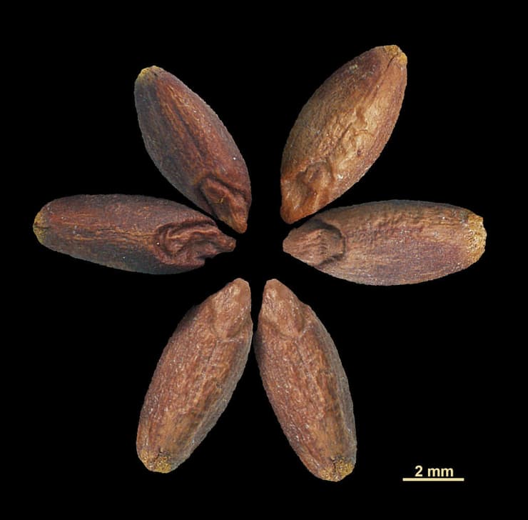 גרגרי חיטה מתקופת הברזל, שהתגלו בחפירות הארכאולוגיות בתמנע