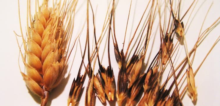 שיבולת חיטת בר מתפרקת (מימין) לעומת שיבולת של חיטה מבוייתת לא מתפרקת