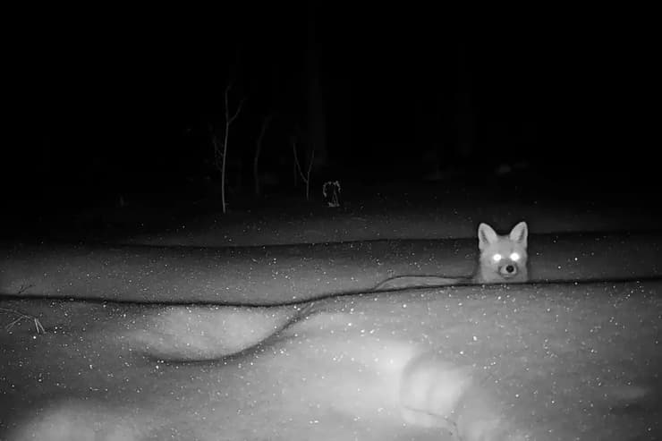 שועל שתועד בשעת לילה באזור בו אירע האסון בצ'רנוביל לפני ארבעה עשורים