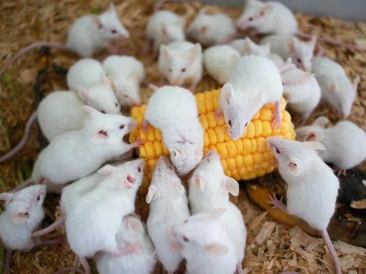 עכברים לבנים 