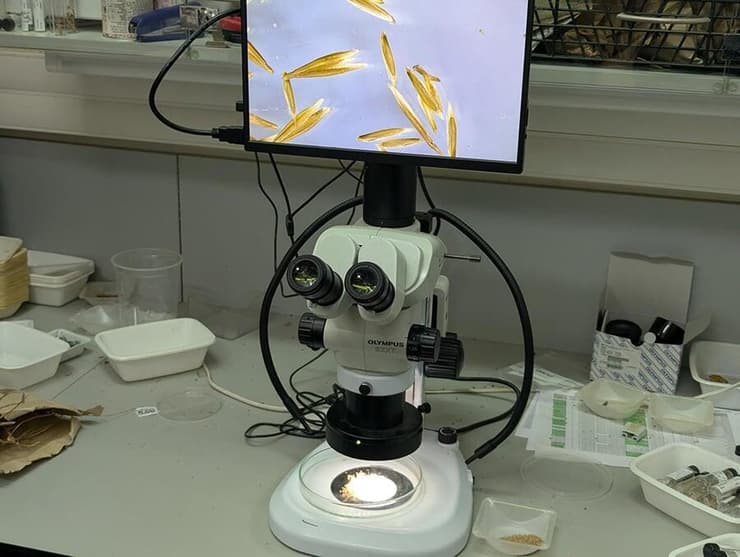 חלק מהעבודה הוא חקר הזרעים ומציאת הדרכים האופטימליות להנביטם ולגדל את הצמחים. זרעים של שלשון החוף (Trisetaria koelerioides) על צג הבינוקולר (מכשיר הגדלה) במעבדות בנק הגנים