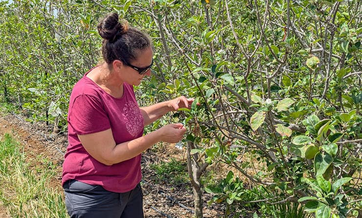 התוכנית מיודעת לפתח זנים חדשים של תפוחים, שיכולים לגדול באזורים חמים, ויניבו פירות טעימי עם חיי מדף ארוכים. יעל גרונוולד במטע התפוחים המוכלאים במכון וולקני 