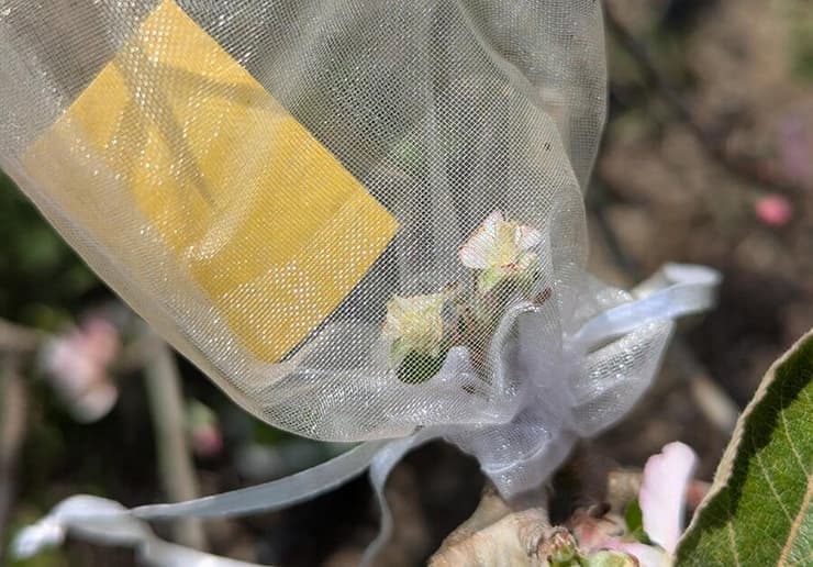 הכלאה בשיטה ידנית, של העברת אבקה מפרח לפרח. את הפרחים עוטפים ברשת כדי למנוע האבקה אחרת