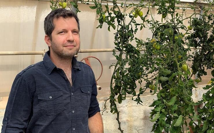 בדרך לייצר צמחי עגבניות עמידים בפני נגיף ToBRFV החדש והקטלני. זיו שפיגלמן וצמחי עגבניות בחממת מחקר במכון וולקני 