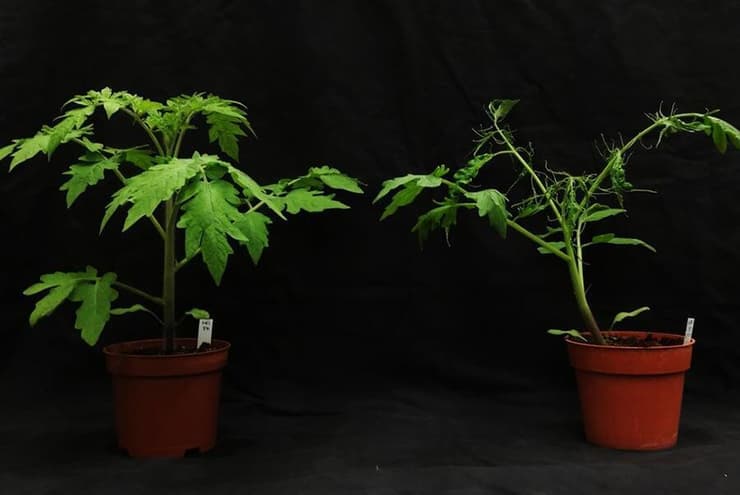 גילוי מוקדם לא יציל את הצמח, אבל יכול למנוע את התפשטות הנגיף לאורך שרשרת הגידול והשיווק של העגבניות. השוואה בין צמחי עגבניה באותו גיל, אחד שנדבק בנגיף (מימין) ואחד בריא 