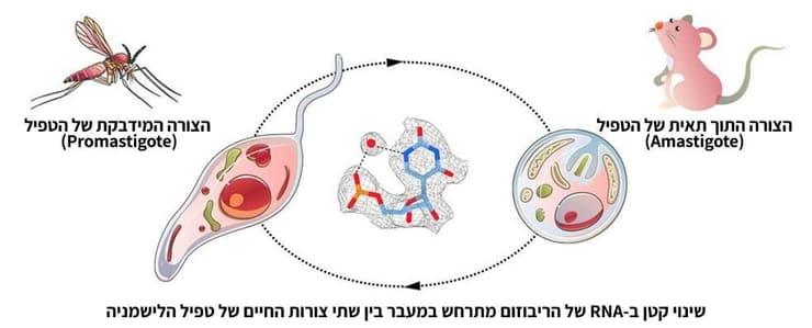 שינוי אחד קטן יכול לשנות את כל מבנה הריבוזום של הטפיל. טפיל הלישמניה עובר שינויים במהלך מחזור חייו, כשהוא עובר מזבוב החול ליונק