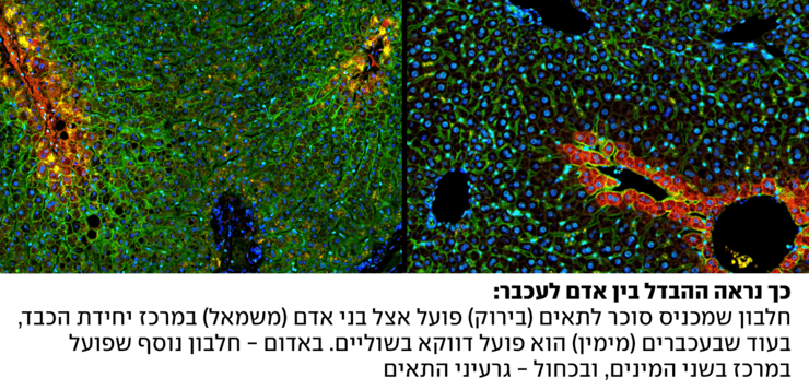 הבדל בין כבד אנושי לכבד של עכבר, מחקר מיפוי כבד