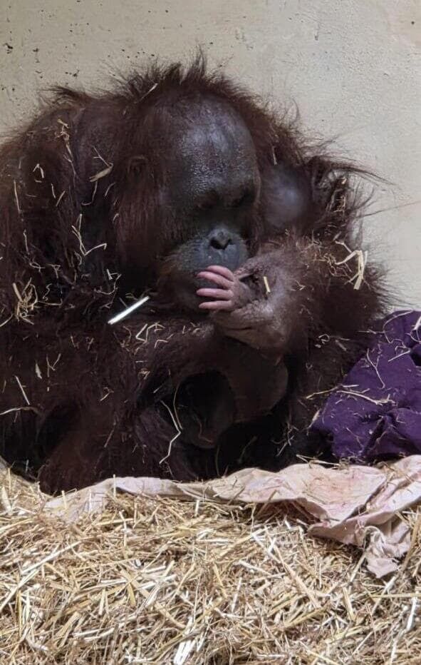 האורנגאוטנגית סוגה והגור או הגורה