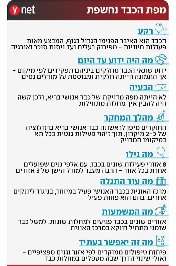 אינפו מחקר מיפוי כבד