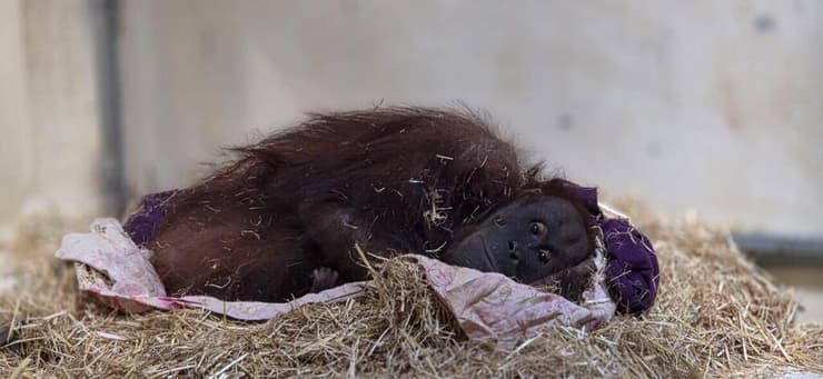 הגור או הגורה בגן החיות התנ"כי