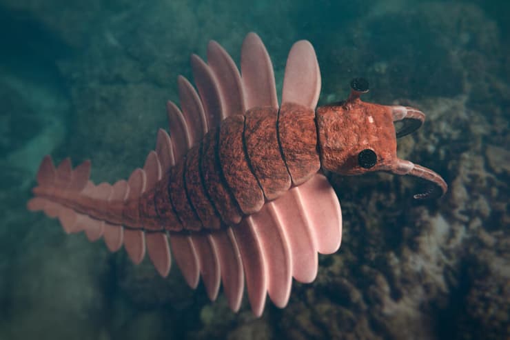 אנומלוקאריס (Anomalocaris), סוג של פרוק רגליים קדום מאוד מהתקופה הראשונה בה היו יצורים חיים (הקמבריון)