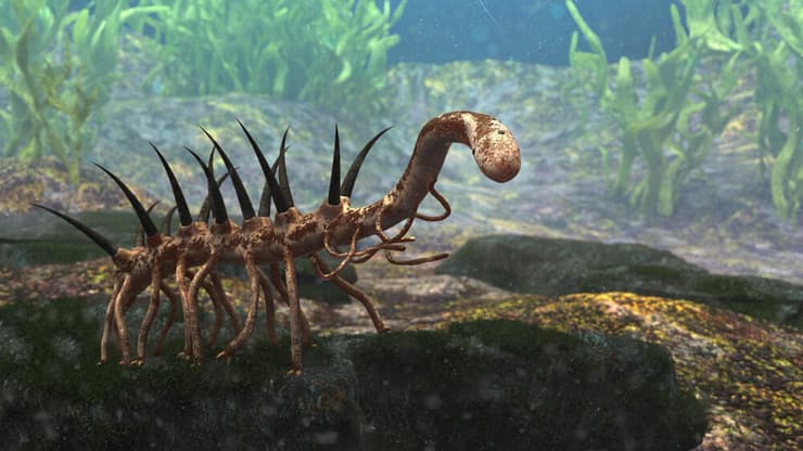 הלוציגניה (Hallucigenia), סוג של חסר חוליות נכחד שחי בתור הקמבריון