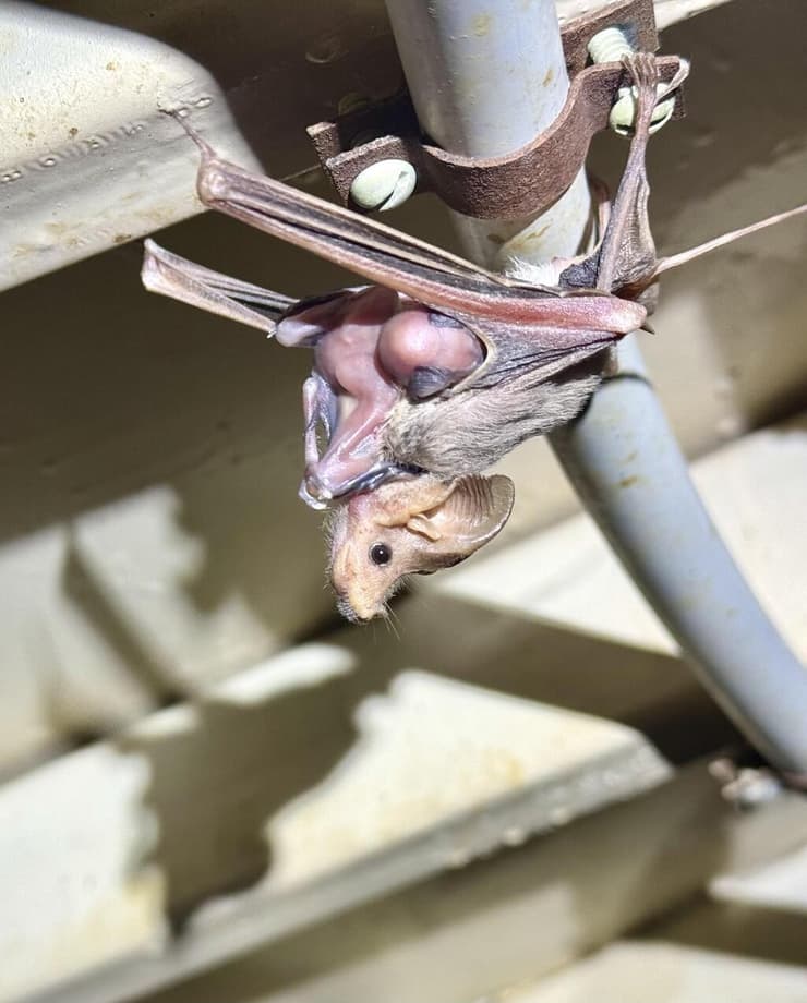 אמא יזנוב עם גור קצת אחרי ההמלטה