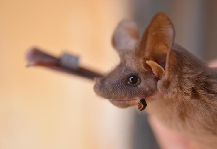 יזנוב עם ראש של נמלה בפה