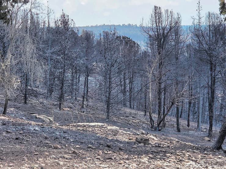  פארק קנדה, אביב 2025