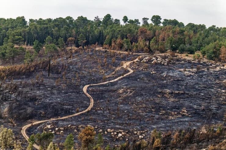יער אשתאול בשנה שעברה